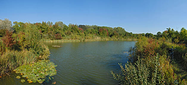 Teich bei Obersiebenbrunn
