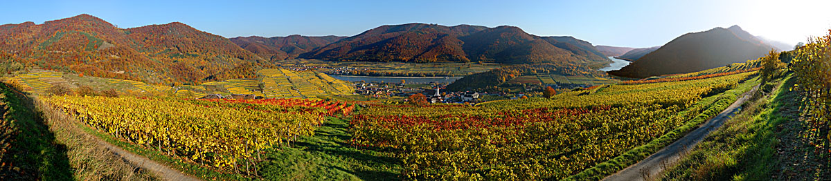 Wachau, Spitz, Weinberge, Herbst