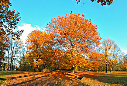 Englischer Garten Herbst - Klick fr greres Bild